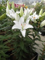 [1842 Sambucca No02.JPG]